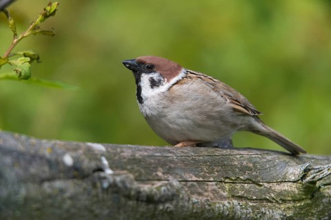 Tree Sparrow, Passer Montanus, Sparrow, Tree Sparrow, Birds, Passeri, Songbirds, Sparrow, Sparrow,