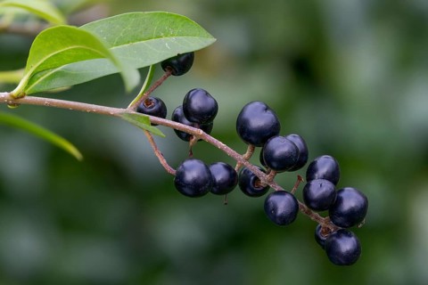 Legwood, privet, ligustrum spec., rain willow, inkberry, inkberry grape, fence bar, flora, plants,