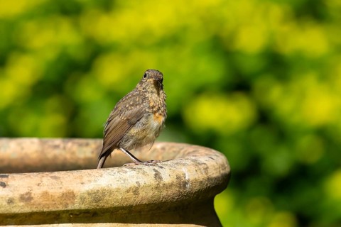 European robin (Erithacus rubecula) juvenile garden bird on a plant pot in summer, England, United