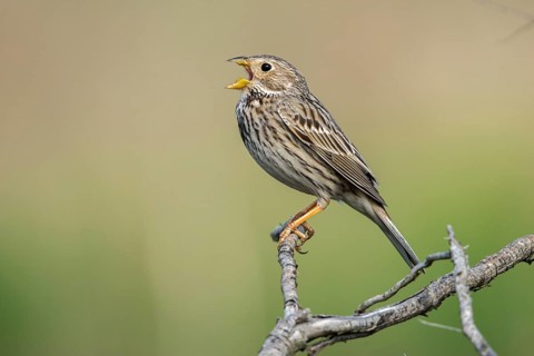 Brandenburg, Corn Bunting, Germany, Emberiza Calandra, Corn Bunting, Miliaria Calandra, Nabu, Nabu