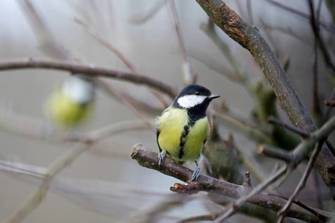 Great Tit (Parus major), twig, winter