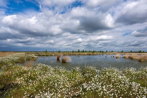 A bog with cottongrass (Eriophorum vaginatum) in spring, Goldenstedt Moor, Goldenstedt, Lower