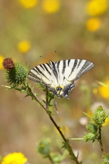 Podalirius butterfly (Iphiclides podalirius), on a flower of a field thistle (Cirsium arvense), in