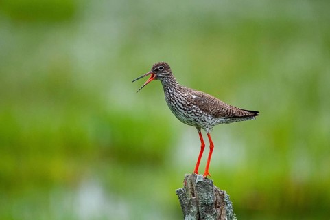 Redshank, redshank, Sweden, Tringa Totanus, birds, charadriiformes, limikolen, snipe birds,