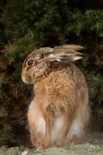 European brown hare (Lepus europaeus) adult animal in grassland, England, United Kingdom