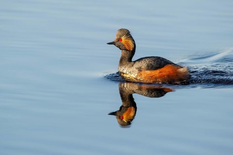 Black-necked Grebe (Podiceps nigricollis), Goldenstedt, Lower Saxony, Germany