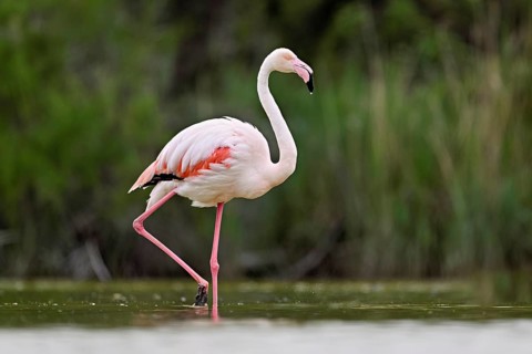 A greater flamingo (Phoenicopterus roseus), standing in the water, Camargue Regional Nature Park,