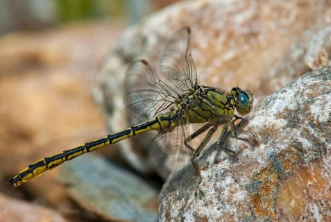 Gomphus Pulchellus, Western Clubtail, Western Wedge Maiden, Anisoptera, Damselflies, Dragonflies,