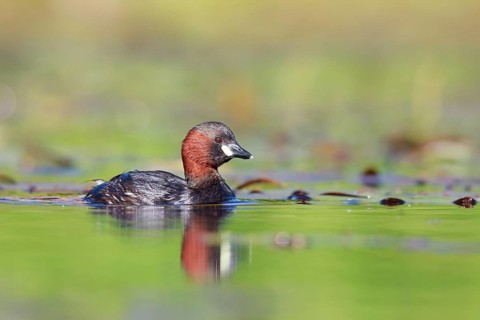 Little Grebe (Tachybaptus ruficollis), North Rhine-Westphalia, Germany