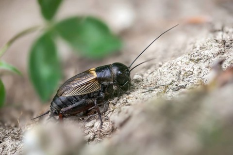 Field cricket, Gryllus campestris, ensifera, field cricket, crickets, insects, insects, long-feeler