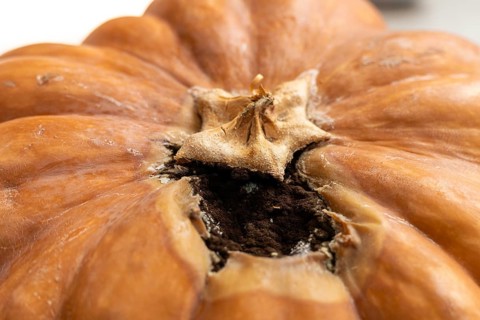 A close-up of a decaying pumpkin with a hollowed-out top. The surface is brown and wrinkled,