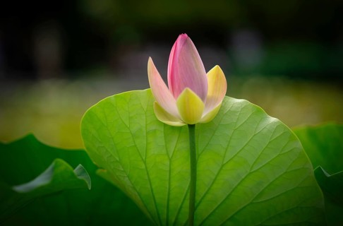 Pink lotus flower (Nelumbo nucifera), Stuttgart, Baden-Württemberg, Germany