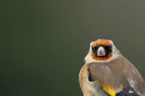 European goldfinch (Carduelis carduelis) adult bird head portrait, England, United Kingdom