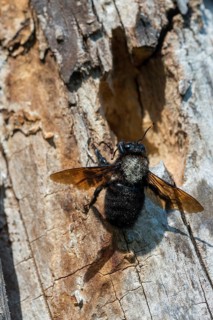 Apidae, bees, blue wood bee, large wood bee, hymenoptera, violet-winged wood bee, xylocopa