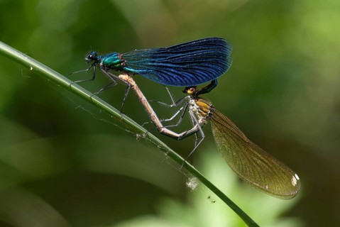 Banded demoiselle, calopteryx splendens, banded dragonfly, magnificent dragonfly, Bulgaria,