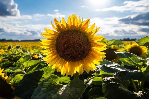Bright sunflower (Helianthus annuus) blooming under blue sky with white clouds, photographed from a