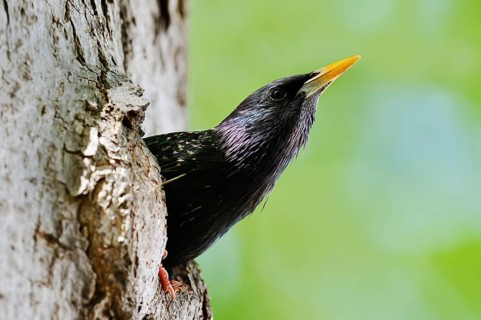 Starling (Sturnus vulgaris), an adult bird peering out of its nesting cavity, North