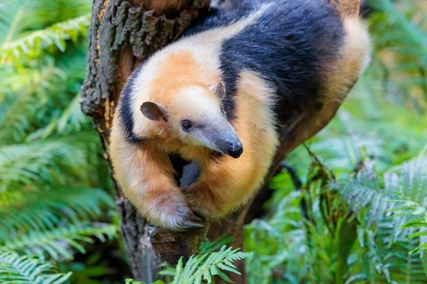 A southern tamandua (Tamandua tetradactyla), walks along a branch of a tree in a forest. South
