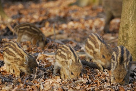 Wild boar, newbies looking for food