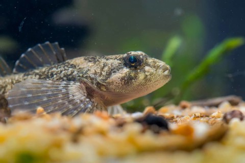 Bullhead, Cottus Gobio, European Bullhead, Millers Thumb, Mühlkoppe, Westgroppe, Common Bullhead,