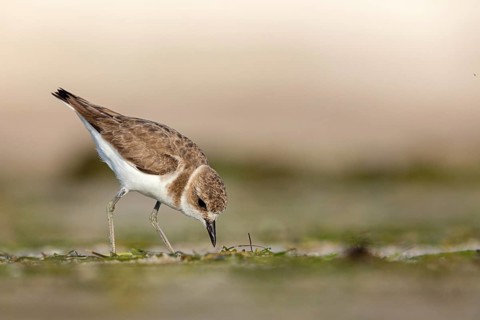 Animals, birds, plover, Kentish plover, (Charadrius alexandrinus), biotope, habitat, foraging, Barr