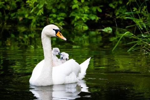 Animals, birds, swans, mute swan with a cygnet on its back (Cygnus olor), bodies of water, Germany