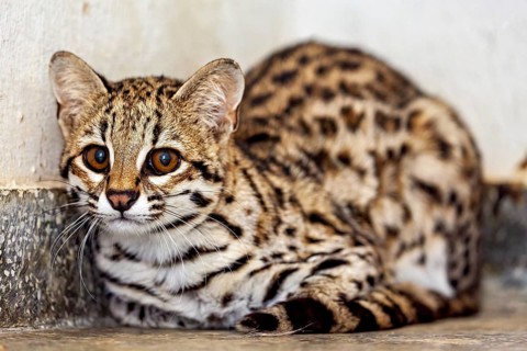 A cat is lying by the wall, watching its surroundings intently. A tiger cat in an enclosure in