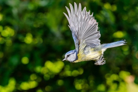 Blue Tit (Cyanistes caeruleus) in flight, Vechta, Lower Saxony, Germany
