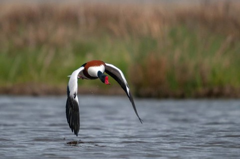 Brandgoose, Shelduck, Tadorna Tadorna, Anatidae, Birds, Duckbirds, Goose, Geese, Birds, Waterbirds