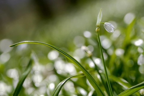Alliaceae, Allium paradoxum, Berlin leek, leek family, neophyte, strange leek, miracle garlic,