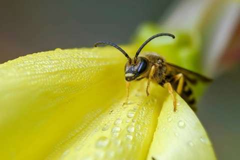 Apidae, bees, furrow bee, yellow-haired furrow bee, halictus scabiosae, hymenoptera, great banded