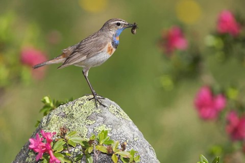 Animals, birds, Red-spotted bluethroat (Luscinia svecia), prey in its beak, Burgenland, Austria