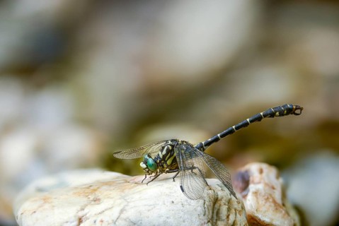 Rivermaids, gomphidae, green-eyed hooktail, small pincer dragonfly, onychogomphus forcipatus, small