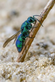 Blue golden wasp, cyan jewel wasp, golden wasp, hymenoptera, trichrysis cyanea, high size, portrait