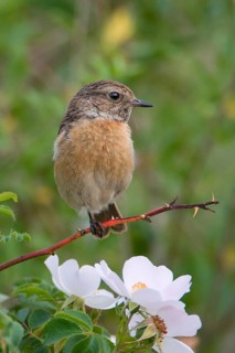 Animal Animals Bird Birds (Saxicola torquata) Stonechat Female perched on a branch of a dog rose