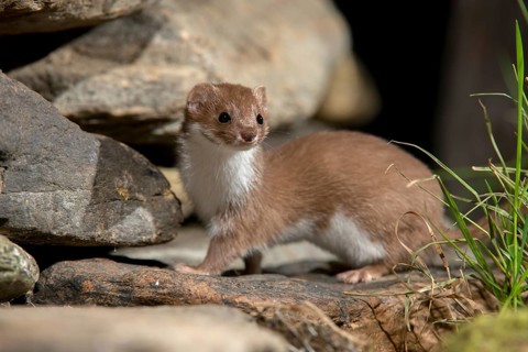 Carnivora, least weasel, mouse weasel, mustela nivalis, predators, dry-stone wall, mammals,