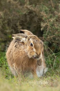 European brown hare (Lepus europaeus) adult animal in grassland, England, United Kingdom