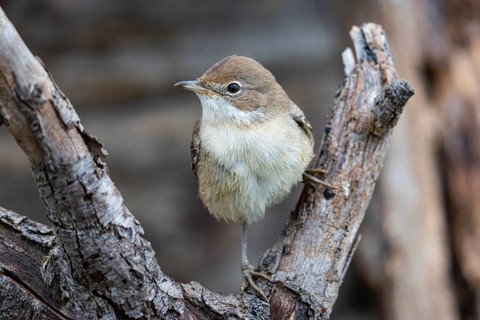 Common Whitethroat (Sylvia communis) Germany