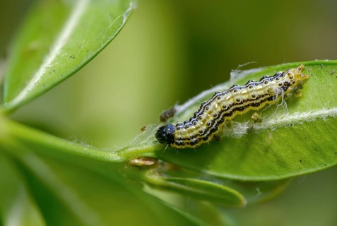 Box tree moth, boxwood moth, boxwood moth, cydalima perspectalis, moth, inchworm, insects, moths,