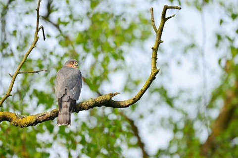 Sparrowhawk (Accipiter nisus), male sitting on a branch, North Rhine-Westphalia, Germany