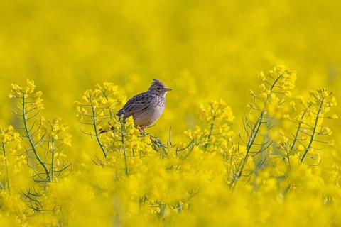 Eurasian skylark (Alauda arvensis) perched in yellow rapeseed field in flower in spring