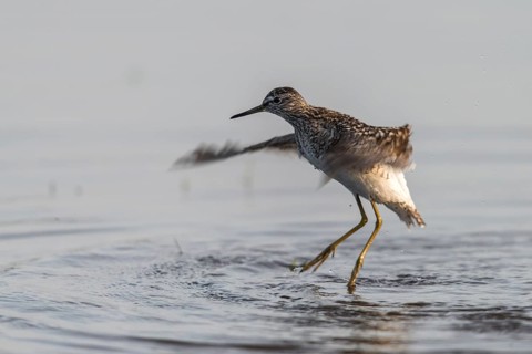 Bruchwassersträder, tringa glareola, wood sandpiper, birds, charadriiformes, flying, flight,