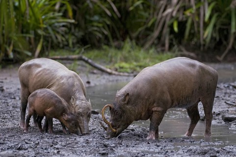 Animals, Mammals, Rusa, Family, Young animal, Piglet, (Baby Rusa celebensis), Pigs, Sulawesi,