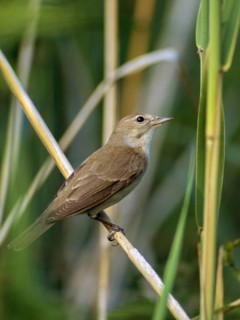 Garden Warbler, Garden Warbler, Sylvia Borin, Birds, High Size, Portrait, Passeri, Songbirds, Birds