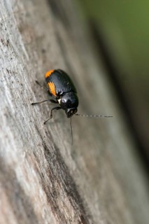 Leaf beetle, chrysomelidae, cryptocephalinae, cryptocephalus moraei, drop beetle, yellow-black leaf