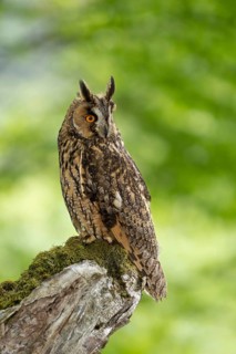 Owl on a mossy branch in the forest, watching intently, long-eared owl (Asio otus), adult, perched,