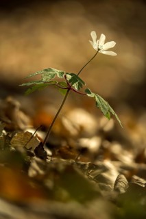 Anemone nemorosa, wood anemone, buttercup, ranunculaceae, flora, spring, high size, portrait,