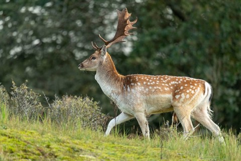 Fallow deer (dama dama), male, deer, Zandvoort, North Holland, Netherlands