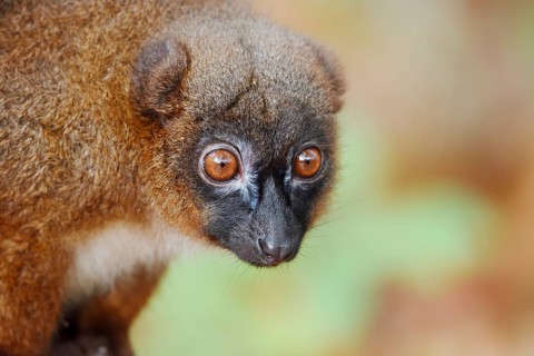 Red-bellied lemur (Eulemur rubriventer), female, portrait, in captivity, found in Madagascar