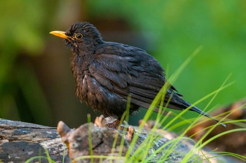Blackbird, Turdus Merula, Bath, Bird Bath, Birds, Passeri, Songbirds, Songbirds, Potion, Birdbath,